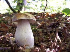 Cueillette en forêt du Perche