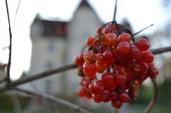 L'hiver à Courboyer