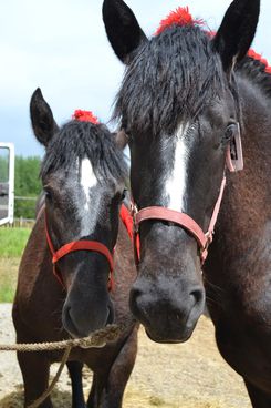 Chevaux percherons