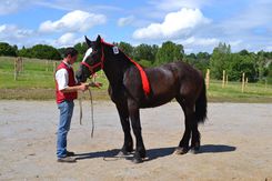 Concours de chevaux percherons