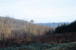 La forêt de Réno-Valdieu