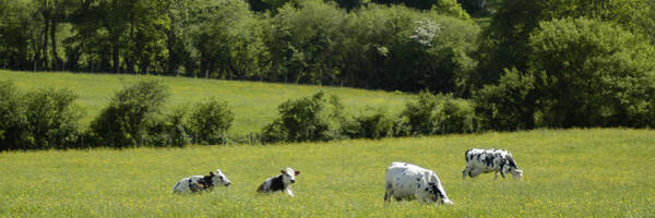 <h3>MAEC ou comment préserver les prairies au côté du Parc</h3>