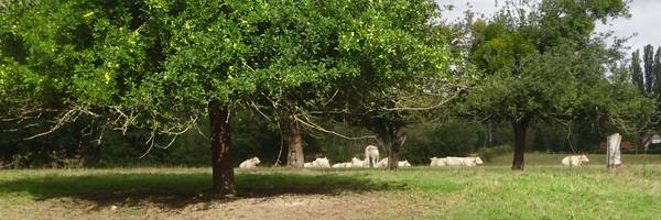 Accompagner le changement agricole dans le Perche