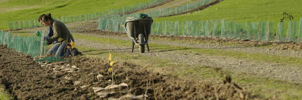 <h3>Des aides pour planter des haies sur l'ensemble du territoire</h3>