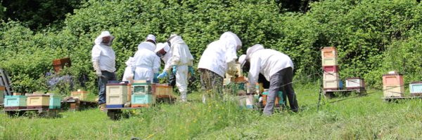 L&#039;abeille noire aura son conservatoire