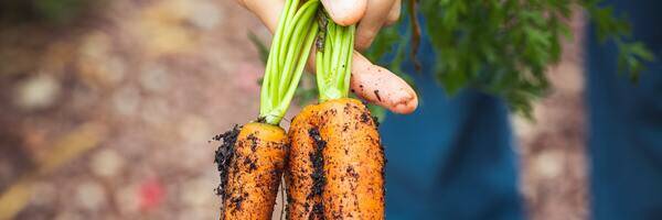 <h3>Structurer et accompagner la filière légumes bio du Perche</h3>