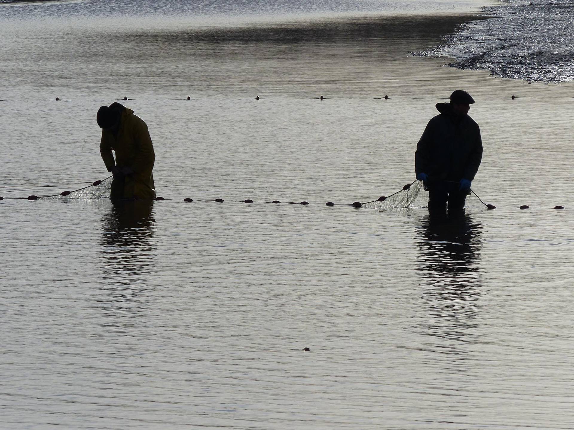 Pêche à la senne