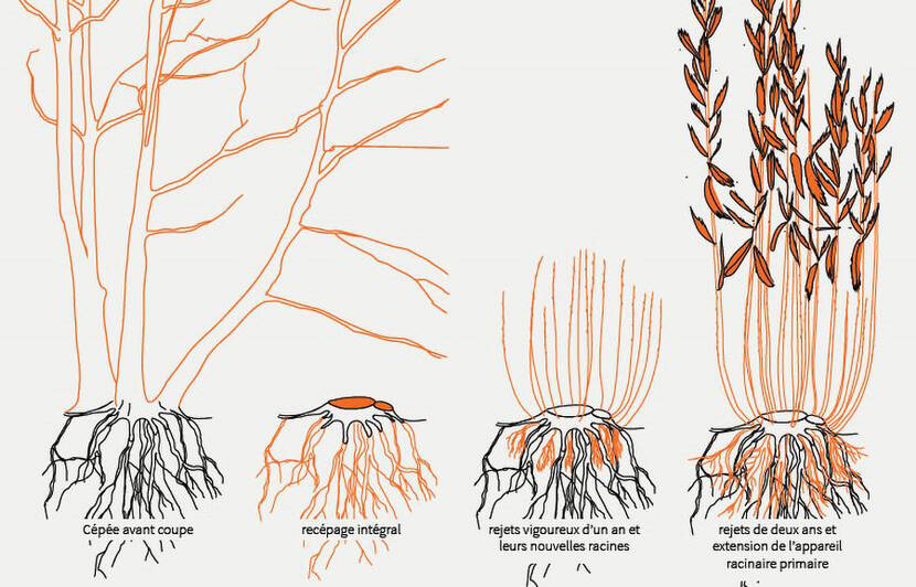 La technique du recépage illustrée (© Afac Agroforesteries)